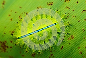 Green caterpillar on tropical leaf. Macro photo of slug caterpillar.