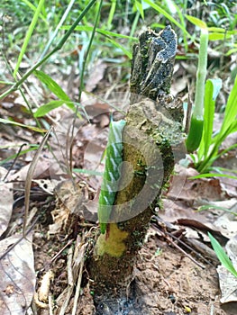 Green Caterpillar, Ulat Hijau