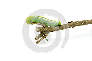 Green Caterpillar on white background