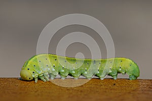 Green caterpillar on a wooden surface