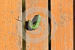 Green caterpillar on a yellow wooden banch