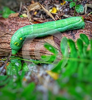 Green caterpillars crawling on tree trunks