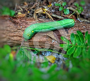 Green caterpillars slither on top of a rotting tree trunk