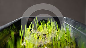 Green catnip grass grows in a black plastic pot