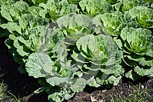 Green cauliflower plants in vegetable garden