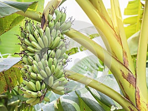 Green cavendish banana fresh bunch or gros michel fruits growing on tree