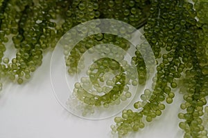 Green Caviar, Sea Grapes Seaweed , Caulerpa Lentillifera
