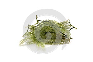 Green Caviar, Sea Grapes Seaweed , Caulerpa Lentillifera , Healthy food