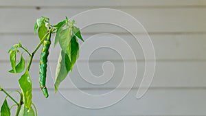 Green cayenne pepper growing in summer season on a patio with a green wall showing, and room for copy or text