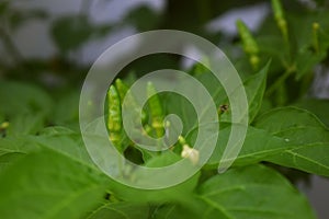 Green cayenne pepper grows in the gardens