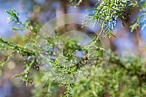 Green Cedar Tree Branches with Bokeh Sky Background