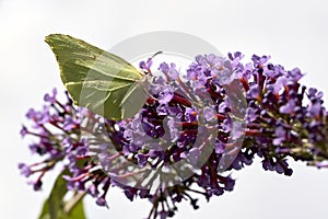 Verde farfalla fiore biglietti aspirazione nettare 