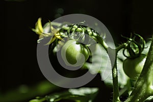 Green Celebrity tomato on vine, black background