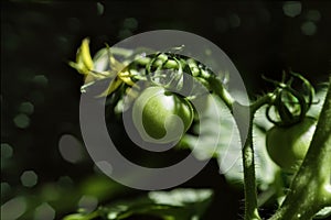 Green Celebrity tomato on vine with bokeh