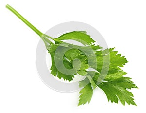 Green celery