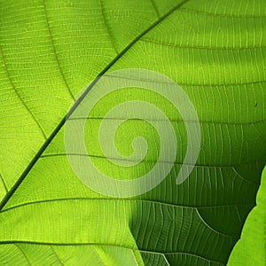 Green cell structure texture of nature leaf