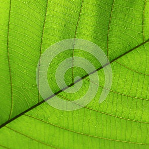 Green cell structure texture of nature leaf