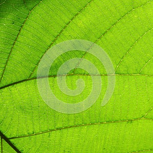 Green cell structure texture of nature leaf