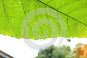 Green cell structure texture of nature leaf