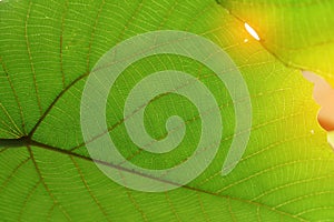 Green cell structure texture of nature leaf