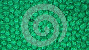 Green cells of Funaria leaf filmed under microscope 400x on bright field