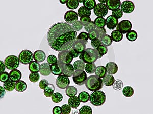 Green cells, microscopic particles. Molecules, molecular cell. Close up of a mirco organism, science and medical element photo