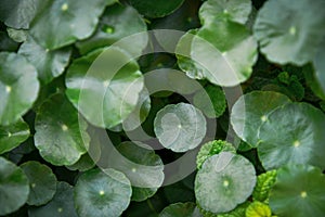 Green Centella asiatica Centella, Asiatic pennywort or Gotu kola and mint leaves in the garden under the sunlight.