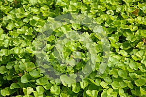 Green centella asiatica plants