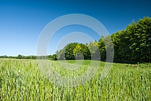 Green cereal in the field and forest