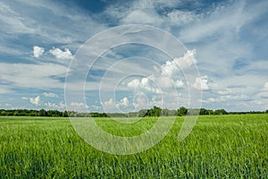 Green cereal, forest and white clouds on blue sky