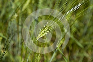 Green Cereal Grain Wheat