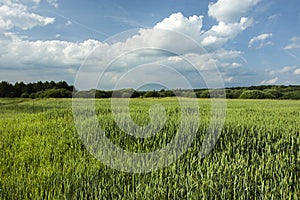 Green cereal, groves and white clouds