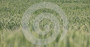 green cereals growing in the field before harvest