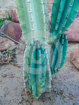 Green Cereus cactus photo