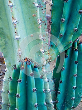 Green Cereus cactus photo