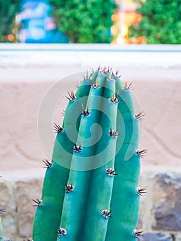 Green Cereus cactus photo