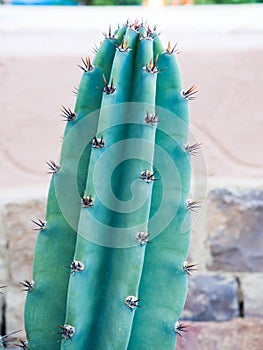 Green Cereus cactus photo