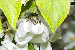 Green chafer beetle on a white Apple flower