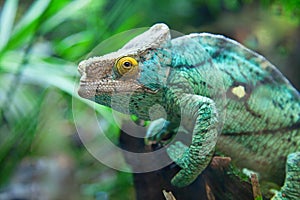 Green chameleon