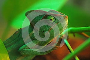 A Green Chameleon