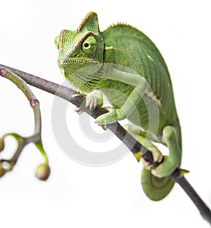 Green chameleon