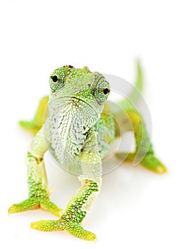 Green Chameleon