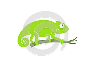 Green chameleon. Abstract chameleon on white background
