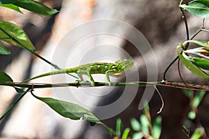 Green chameleon Anja