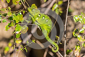 Green chameleon in Anja nature reserve