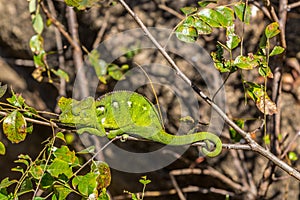 Green chameleon in Anja nature reserve