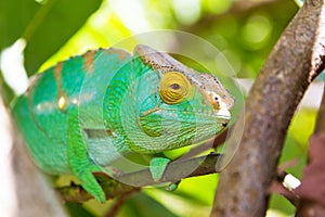 Green chameleon photo