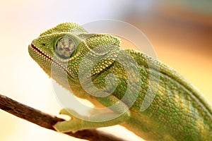 Green chameleon on a branch