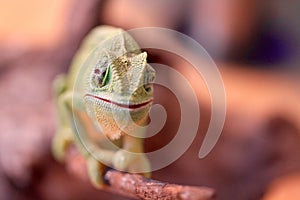 Green chameleon on a branch