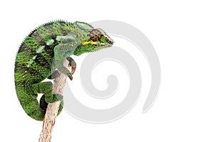 Green chameleon on a branch